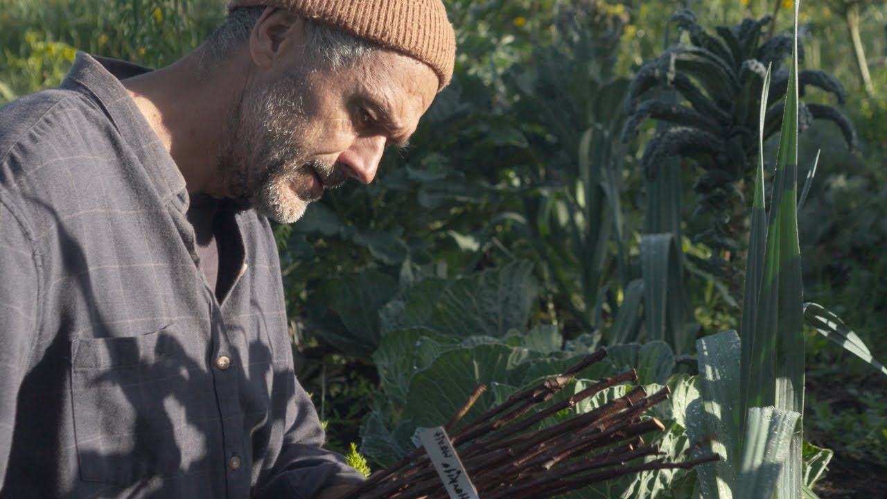 Transforming Landscapes through Syntropic Farming in Portugal | Wild: A Prologue