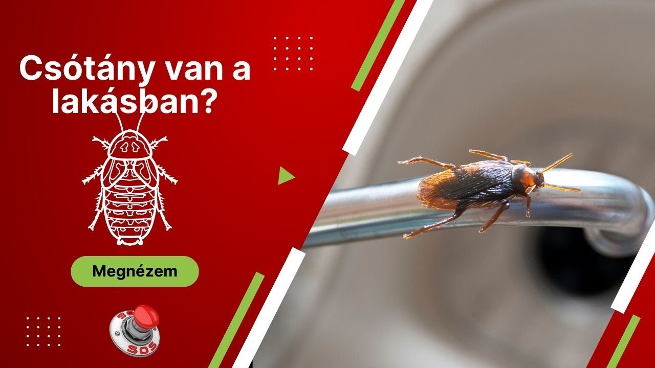 Honnan tudom, hogy csótány van a lakásban? - soskartevostop.hu