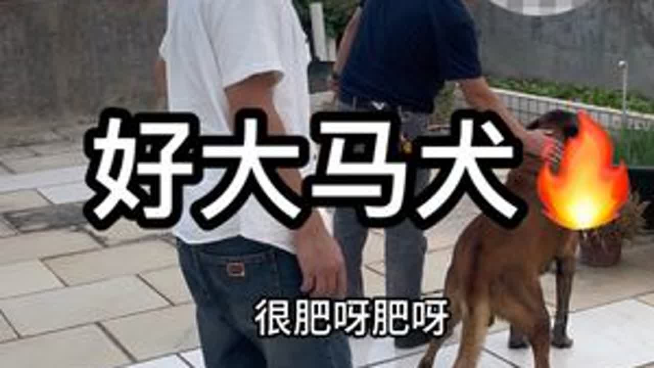 好大马犬 老是老了点，很听话😆你们家马犬有比这条还大吗？#马犬 #工作犬 #萌宠出道计划 #不养狗不知道养狗的乐趣