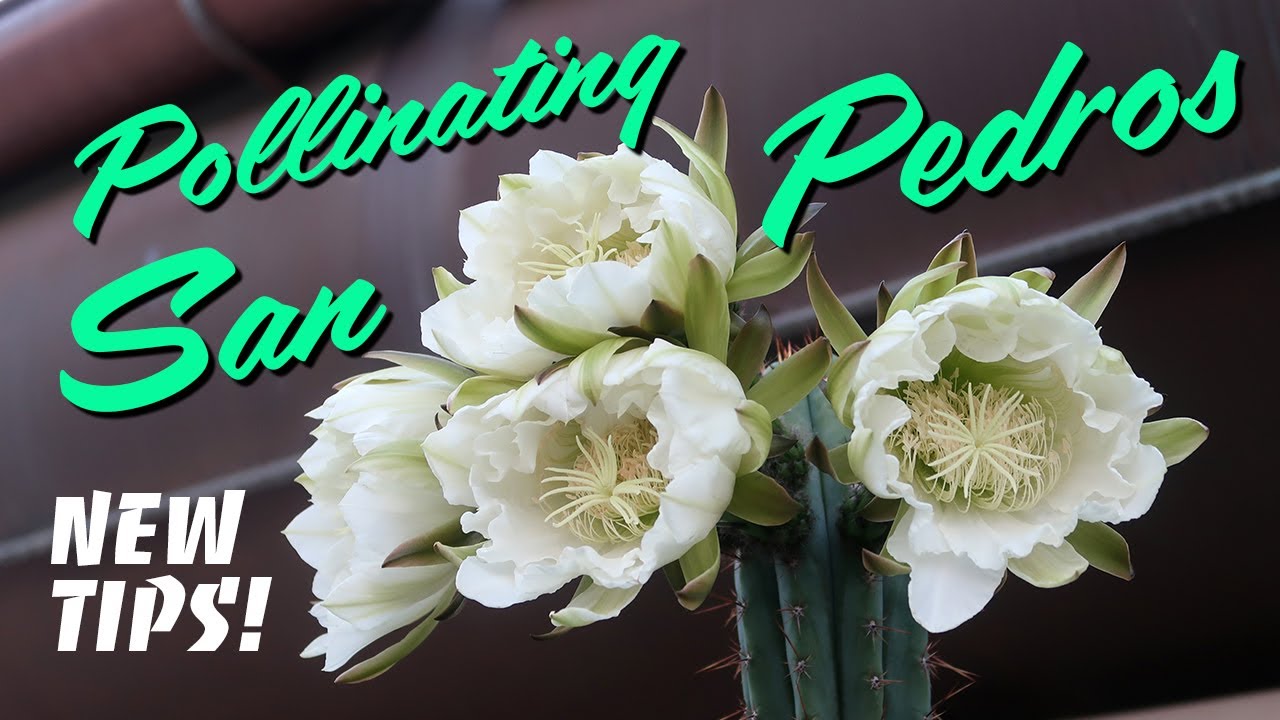 How I pollinate San Pedro cactus in 2021 (new tips!)