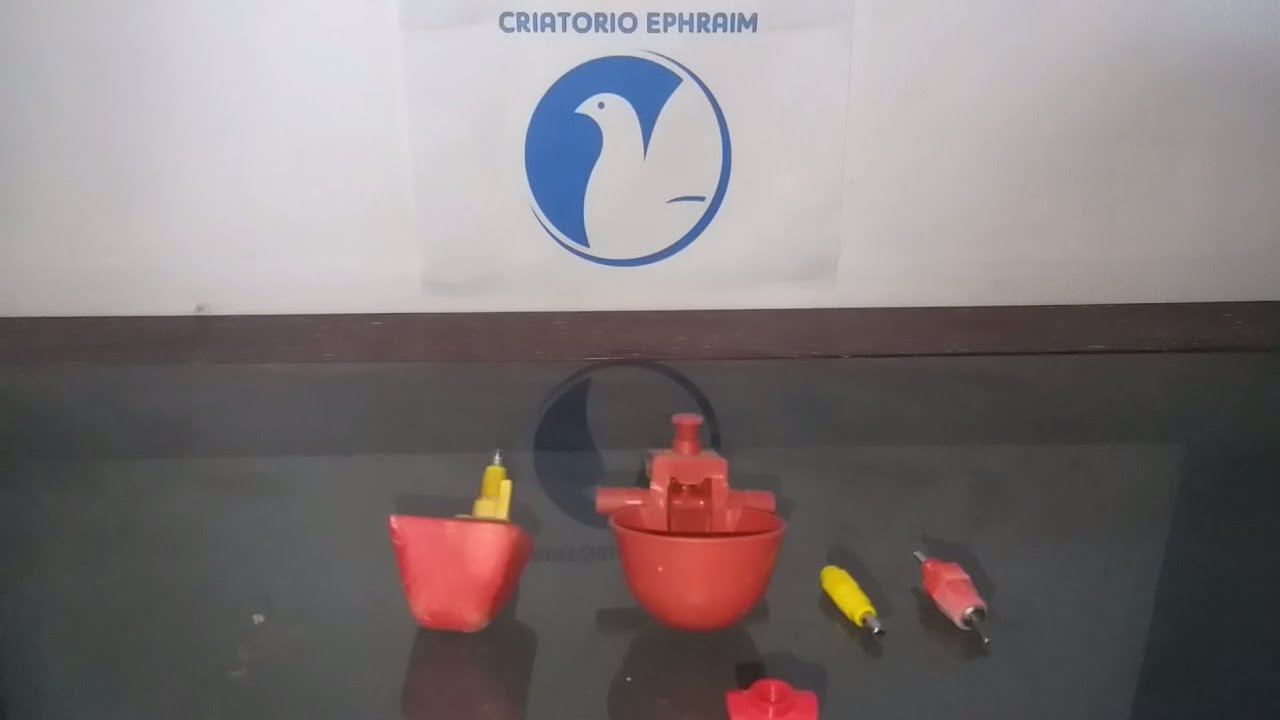 Bebedouros automáticos qual é melhor?  NIPLE OU COPINHO?