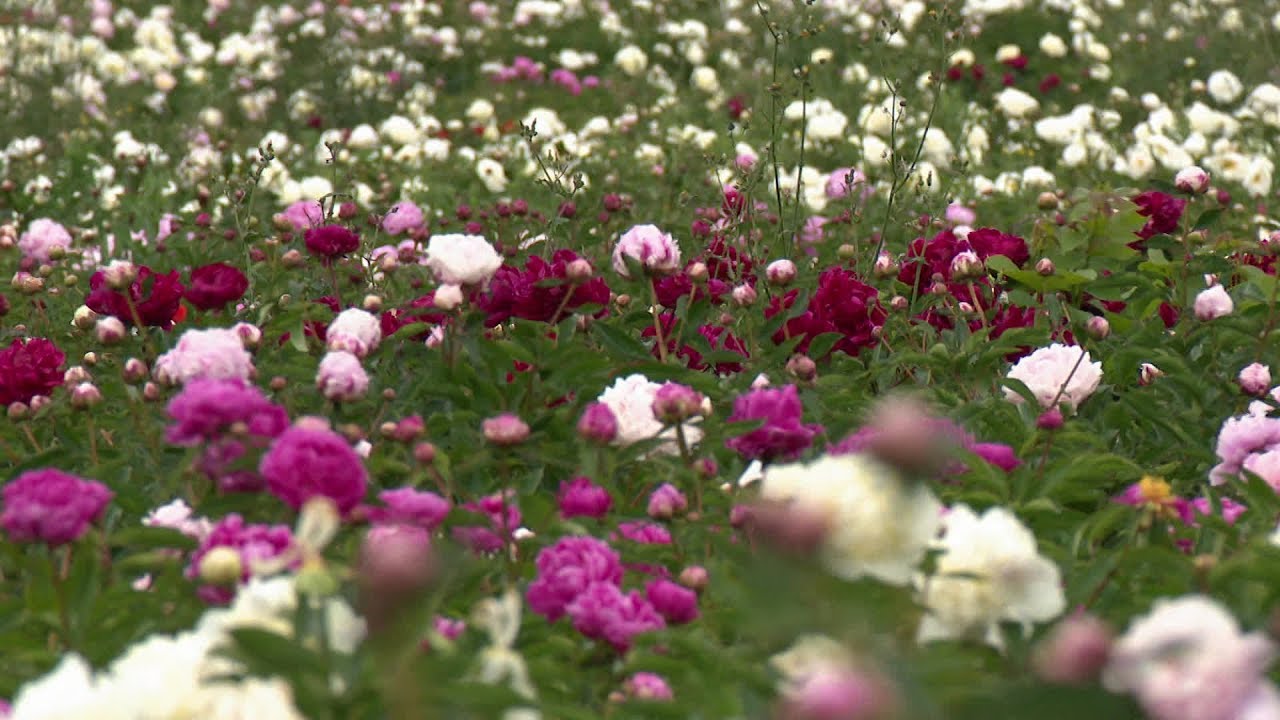 La Drôme, terre de pivoines avec la famille Rivière