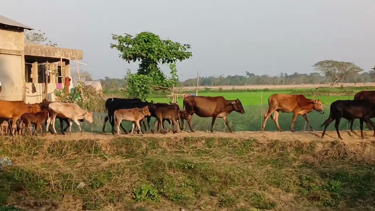 হাওরের গরুর পাল।আবহমান গ্রাম বাংলার চিত্র