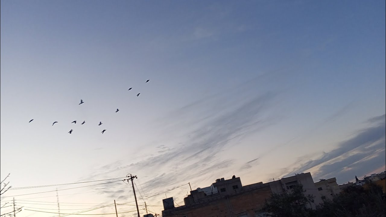 كشيت طير جديد وضليت ماسك عالحمام عالبرمه مشاهده ممتعه ولحمام نشاطه