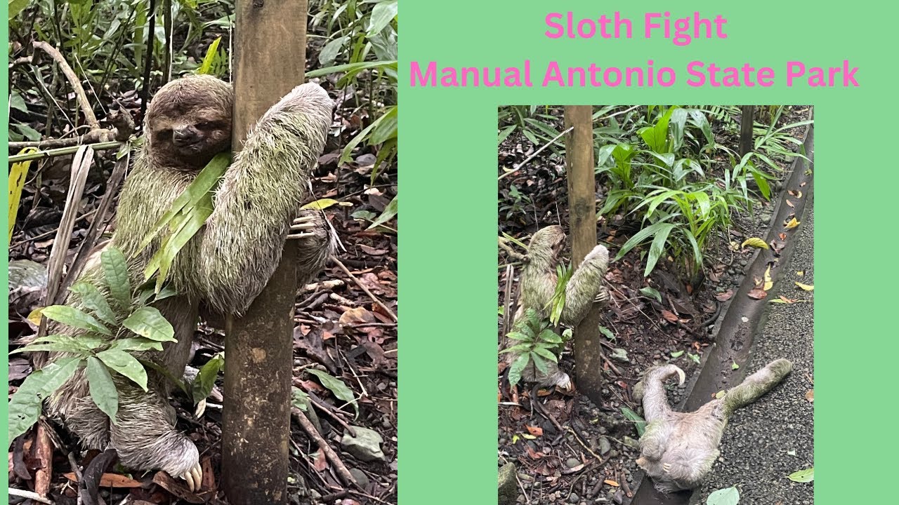 Three Toed Sloths fighting and falling, Manual Antonio National Park
