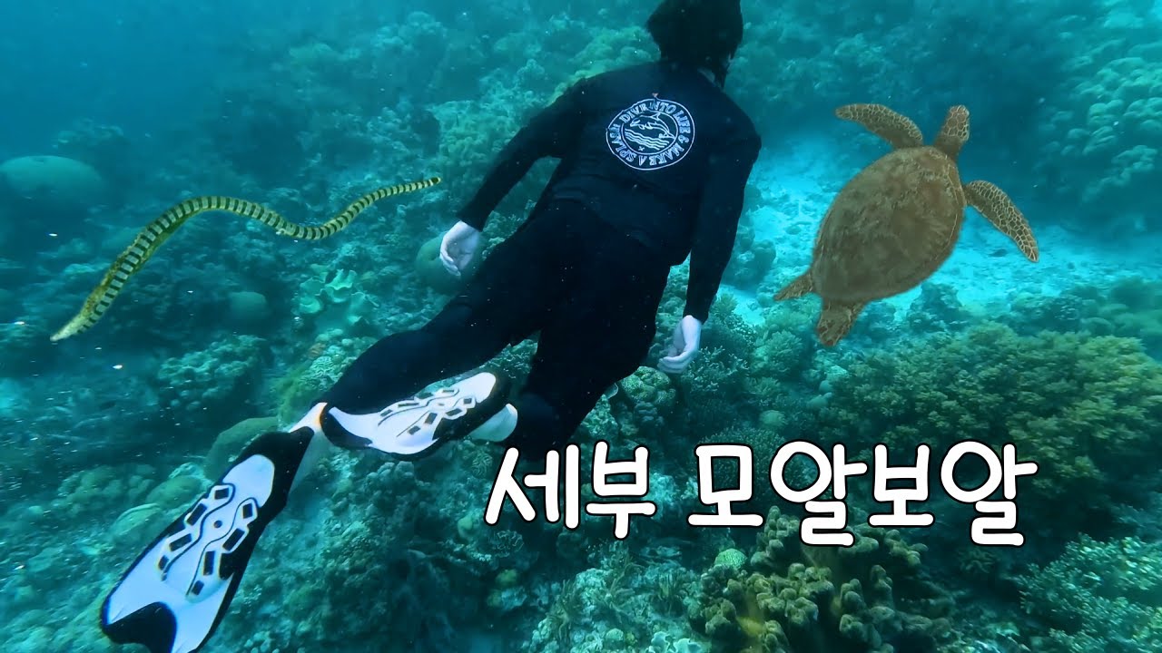 세부 모알보알 바다 여행 🤿 파낙사마 비치 VS 화이트 비치_그분을 영접했습니다...