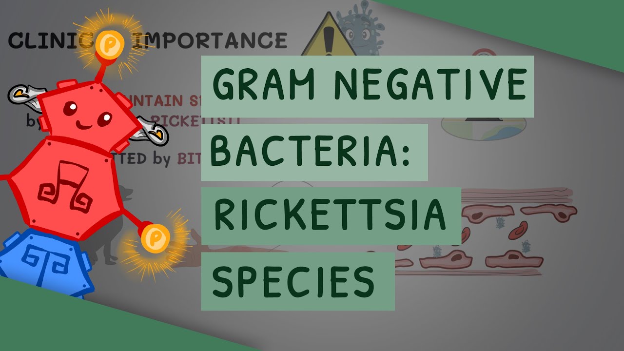 Грамотрицательные бактерии: виды Rickettsia