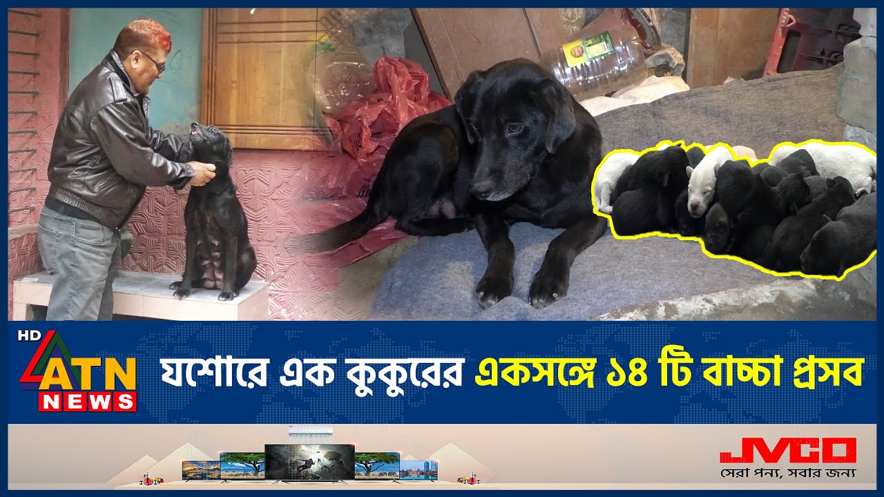 যশোরে ব্যতিক্রমী ঘটনা, কুকুরের একসঙ্গে ১৪ বাচ্চা প্রসব | Jessore | Jashore dog gives birth |ATN News