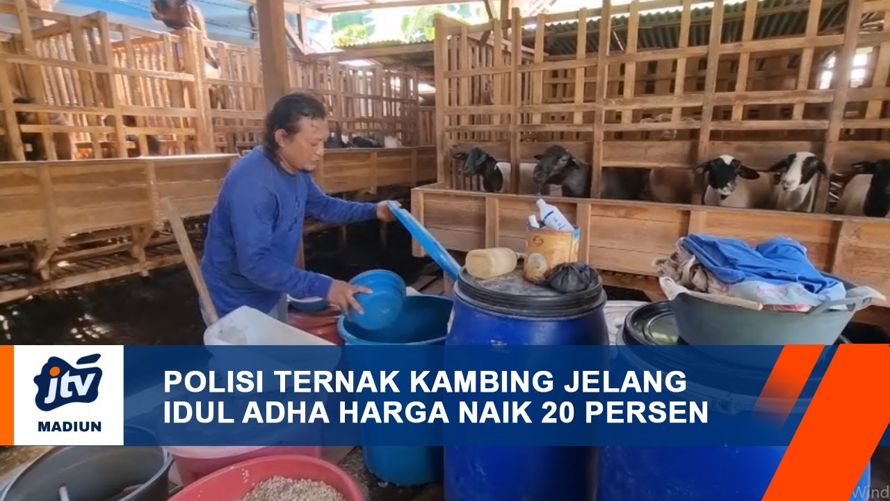 NGANJUK – Polisi Ternak Kambing Jelang Idul Adha Harga Naik 20 Persen