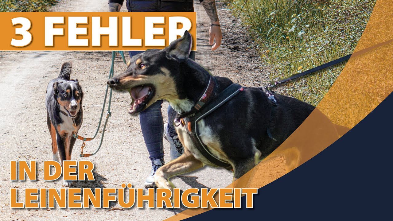 3 Fehler in der Leinenführigkeit