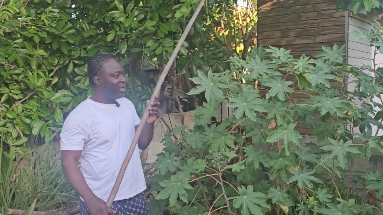 Picking ackee in Jamaica