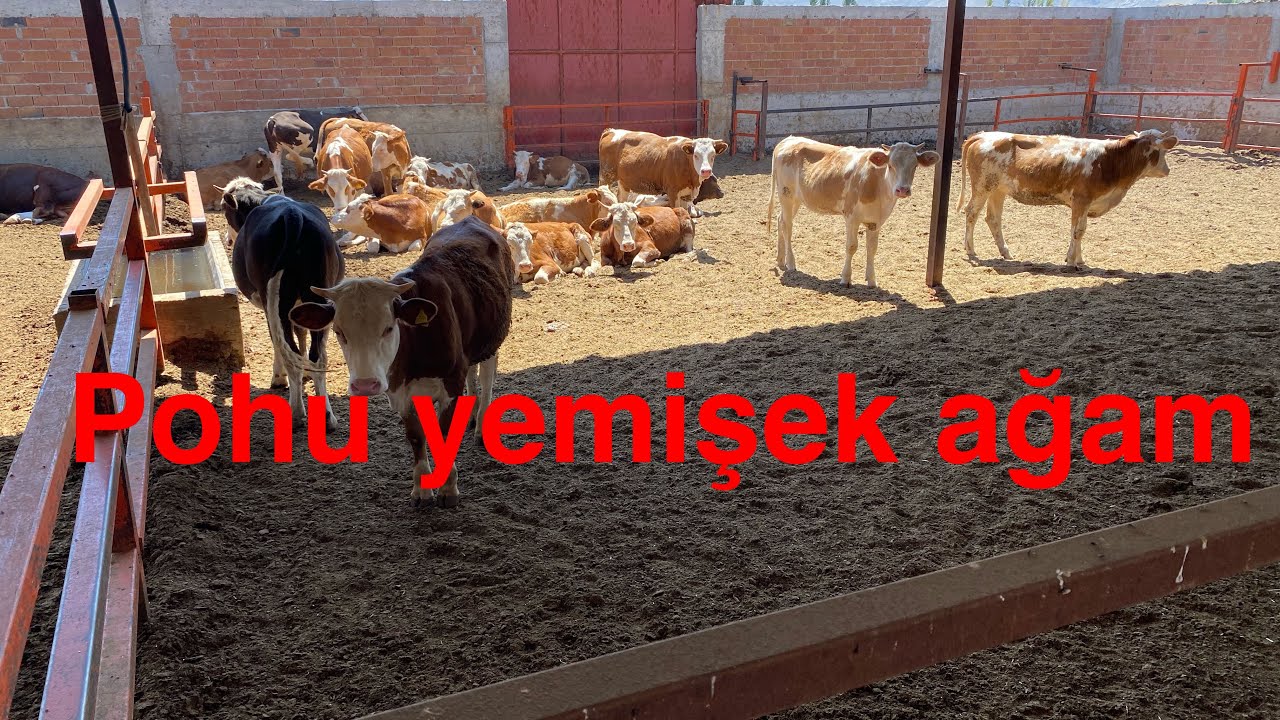 Besicilik:Köşeyi dönen çiftlikler