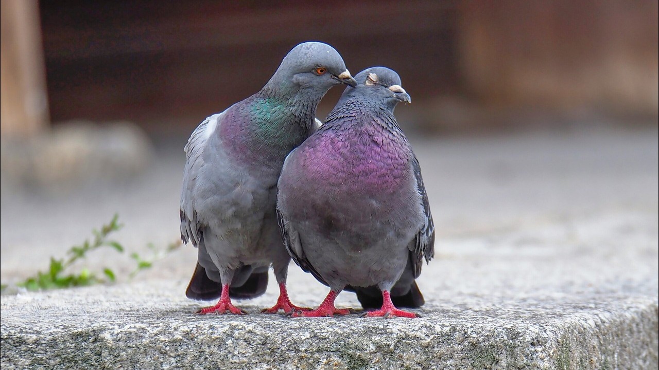 Pigeon: Animal Reviews