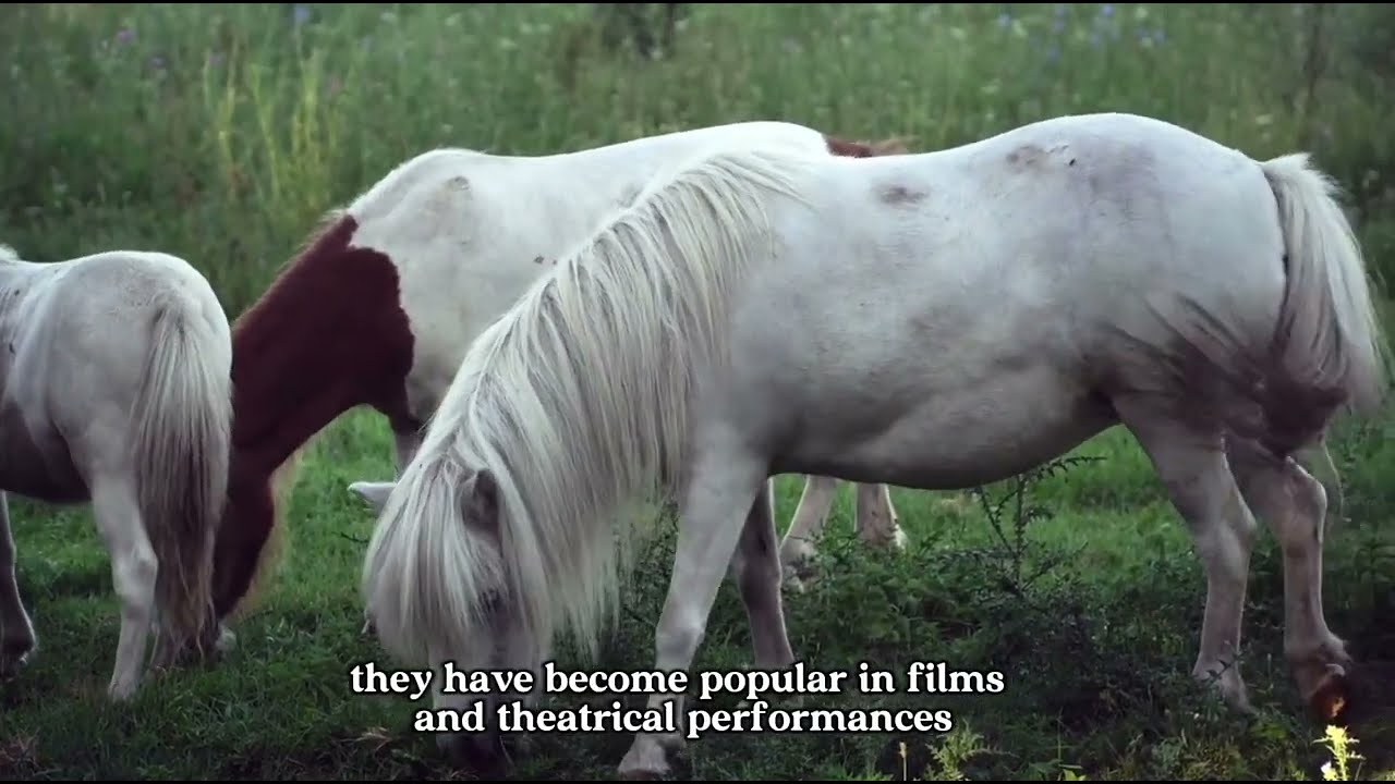 Friesian Horse — The Majestic Black Legend