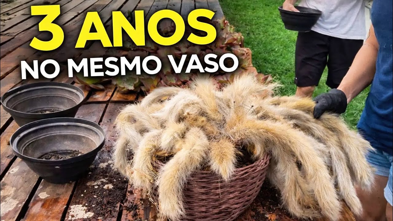 Rabo de Macaco depois de 3 anos no vaso 🌵 | Cortei, Dividi e Replantei (Parte 1)