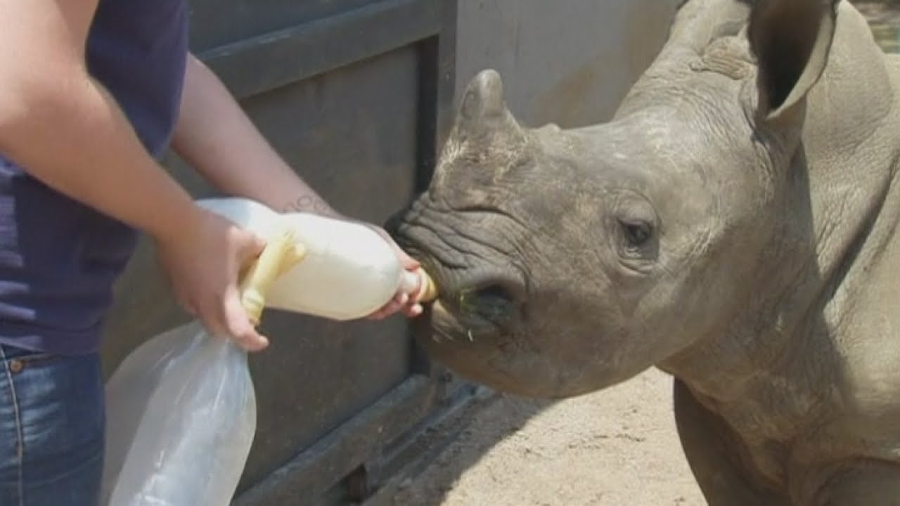Baby rhino orphanage in South Africa gives calves a second chance