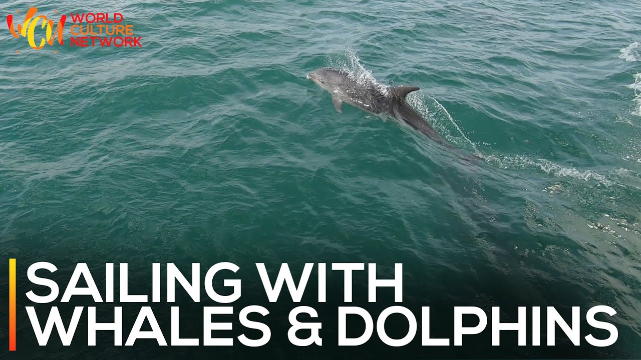 Sailing With Dolphins & Whales In Hauraki Gulf Marine Park | New Zealand | World Culture Network