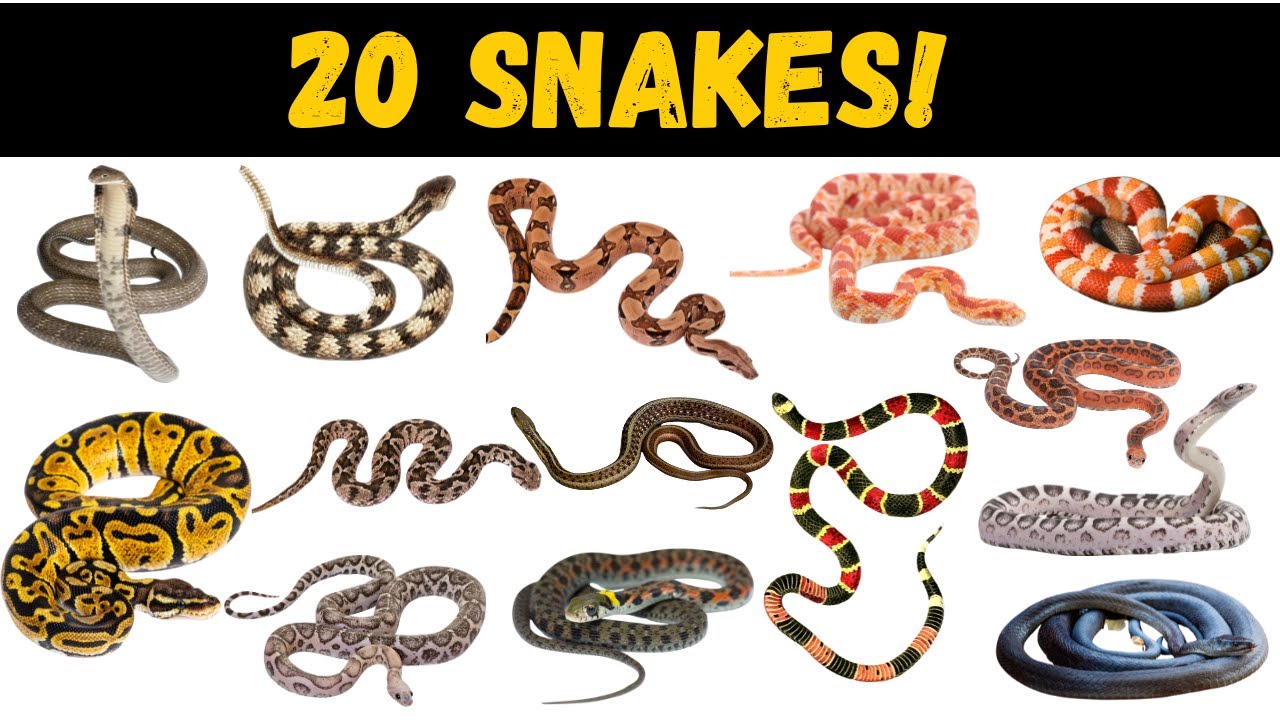 20 Amazing Snakes for Kids! | Learn Snake Names & Fun Facts (Educational Wildlife Video)