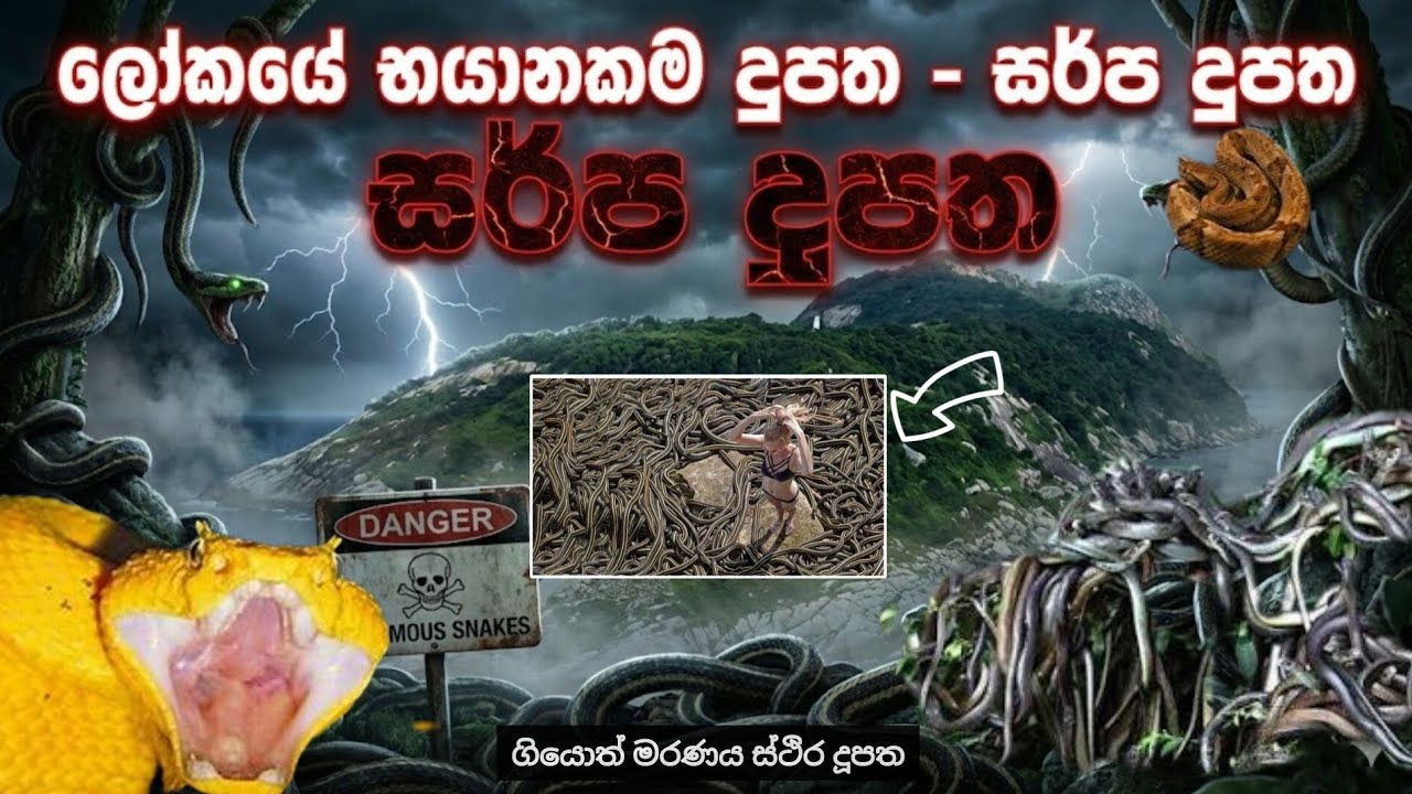 අඩිය තියන තියන තැන එනම් වර්ග මීටරයකට සර්පයන් 5ක්? සර්ප දූපතේ ඇත්තම කතාව!