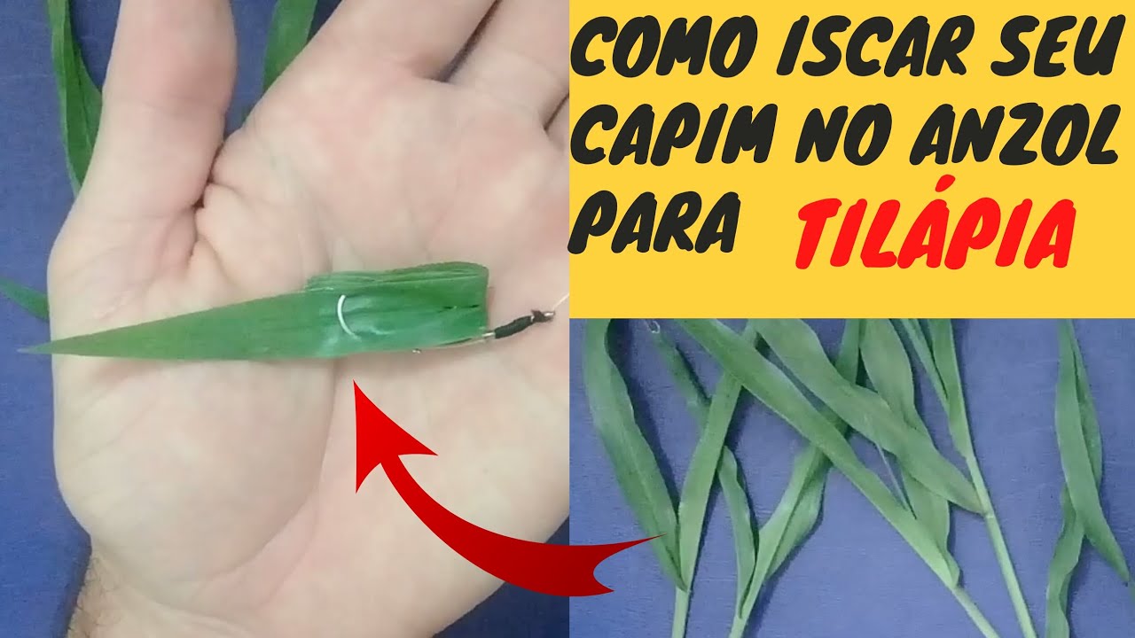 COMO ISCAR CAPIM PARA PESCA DE TILÁPIA: CONFIRA