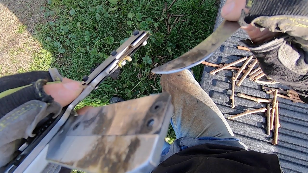 Preparing G3 (kiwifruit) whip & tongue scions for grafting onto seedling rootstock (SGS4-14R)