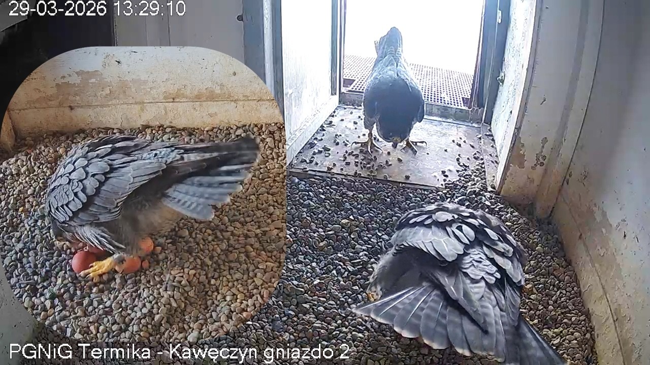 Intruz u Czarnookiej 29 03 2026 Kawęczyn sokoły wędrowne