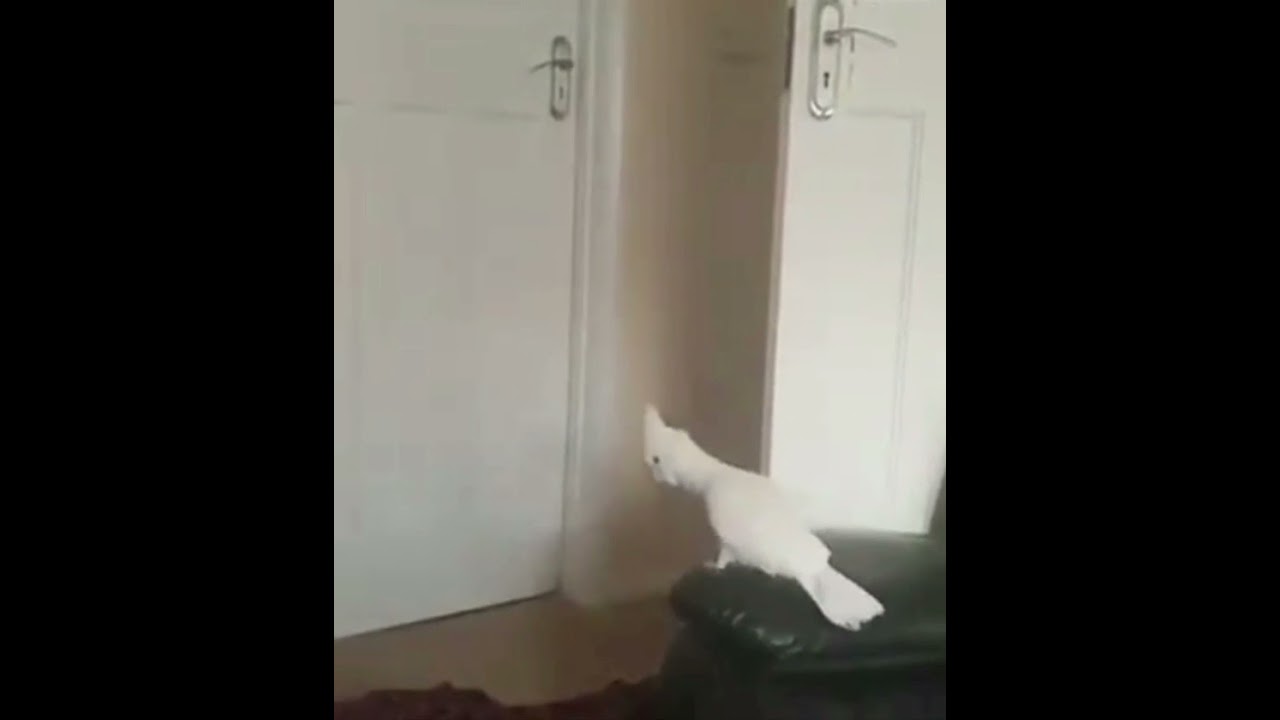 WTF cockatoo