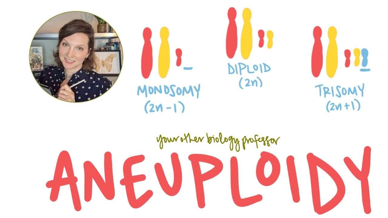 What is a Monosomy or Trisomy? Aneupoidy Explained!