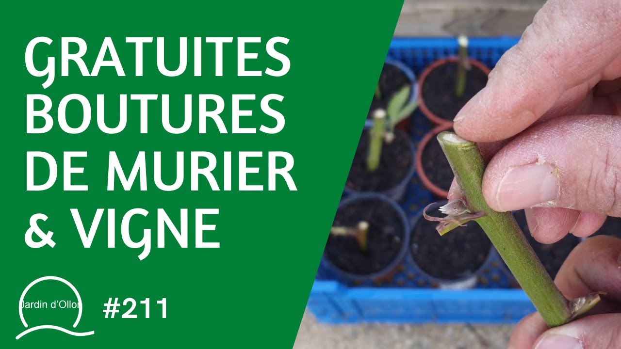 #211-Gratuites boutures de murier & vigne