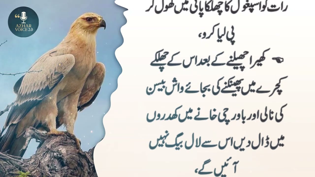 Best Urdu Quotes | Hikmat Ki Baatein | New Golden Words | Islamic Urdu Quotes