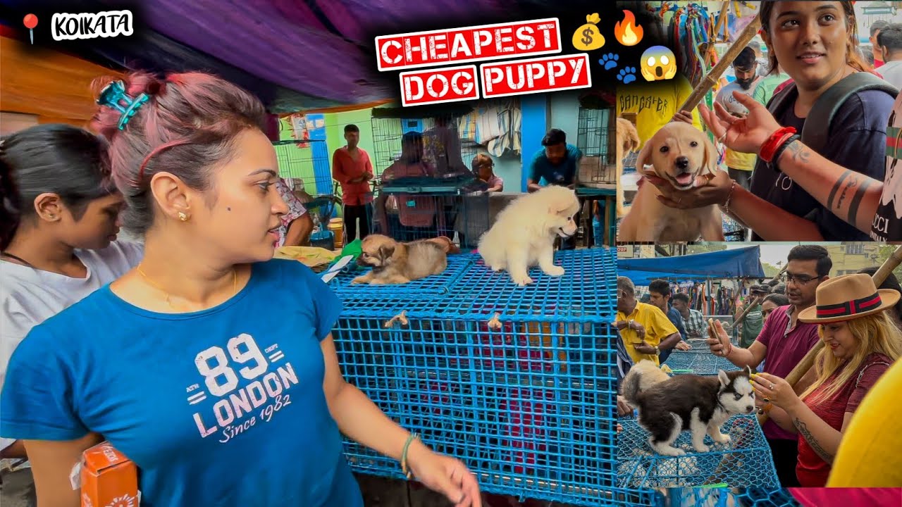 Galiff Street Pet Market Kolkata | dog market in kolkata | dog market in kolkata price | dogs