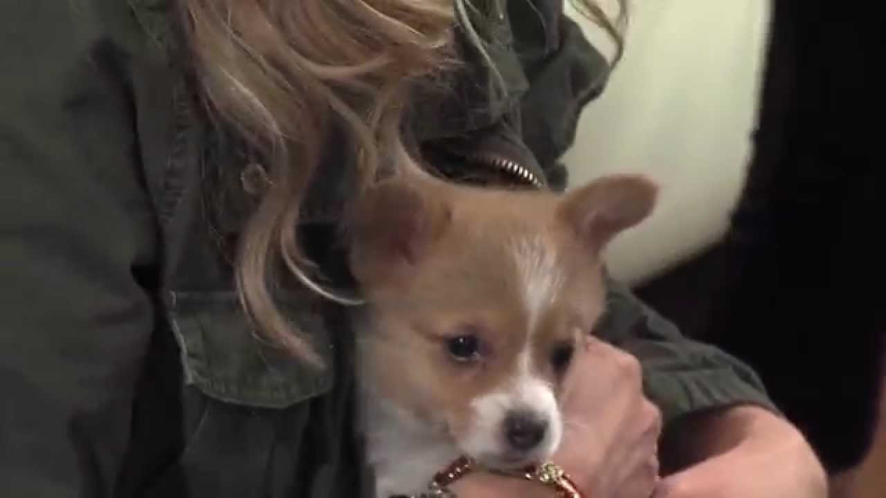 Corgi Surprise!