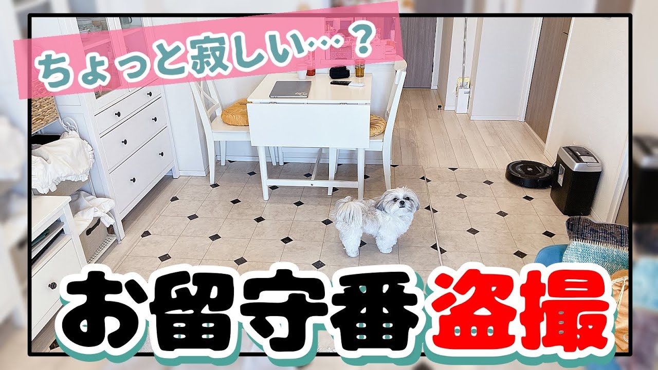 【隠し撮り】シーズーが一人でお留守番しているところを盗撮！まさかの行動に飼い主も驚きww【420日目】