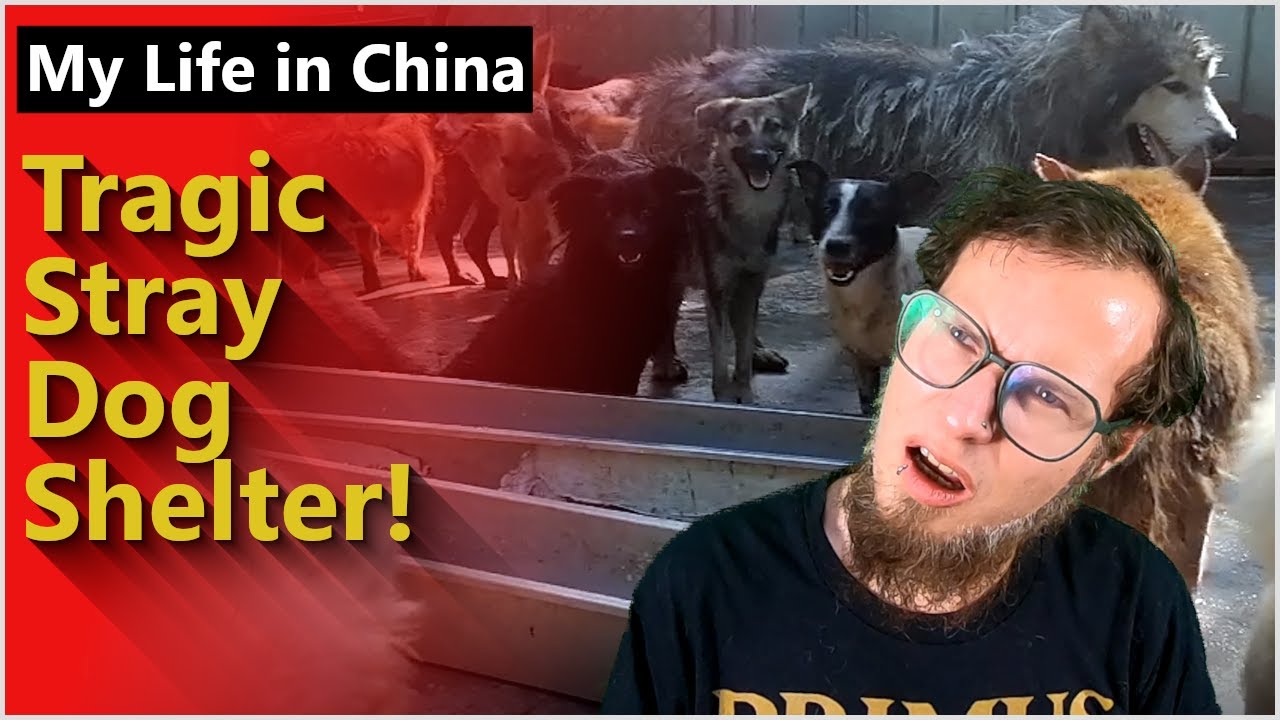 My Life In China - Tragic Stray Dog Shelter