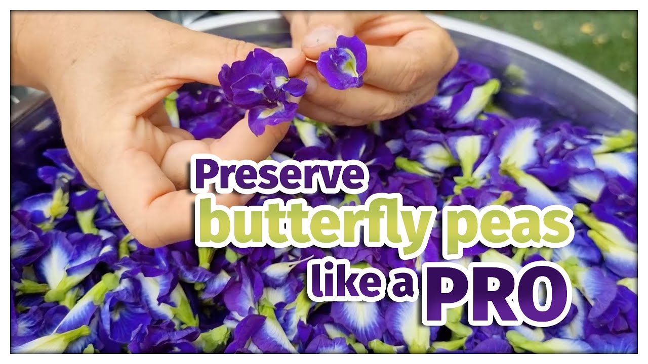 Preserve your butterfly pea like a pro