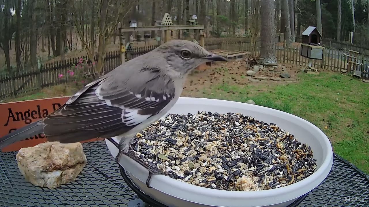 Northern Mockingbird Eating Rainy-Day Snacks - Angela Pearl's Critter Village