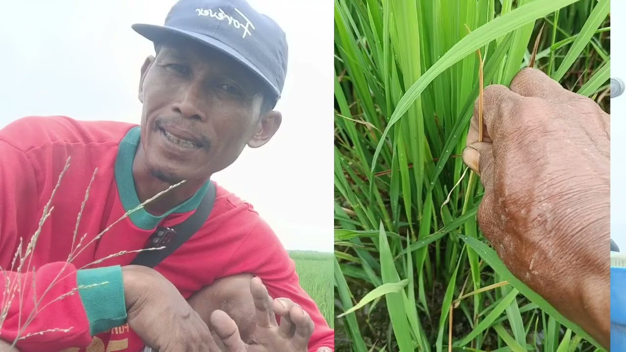 Hama Klaper: Musuh Dalam Batang yang Sering Diremehkan Petani