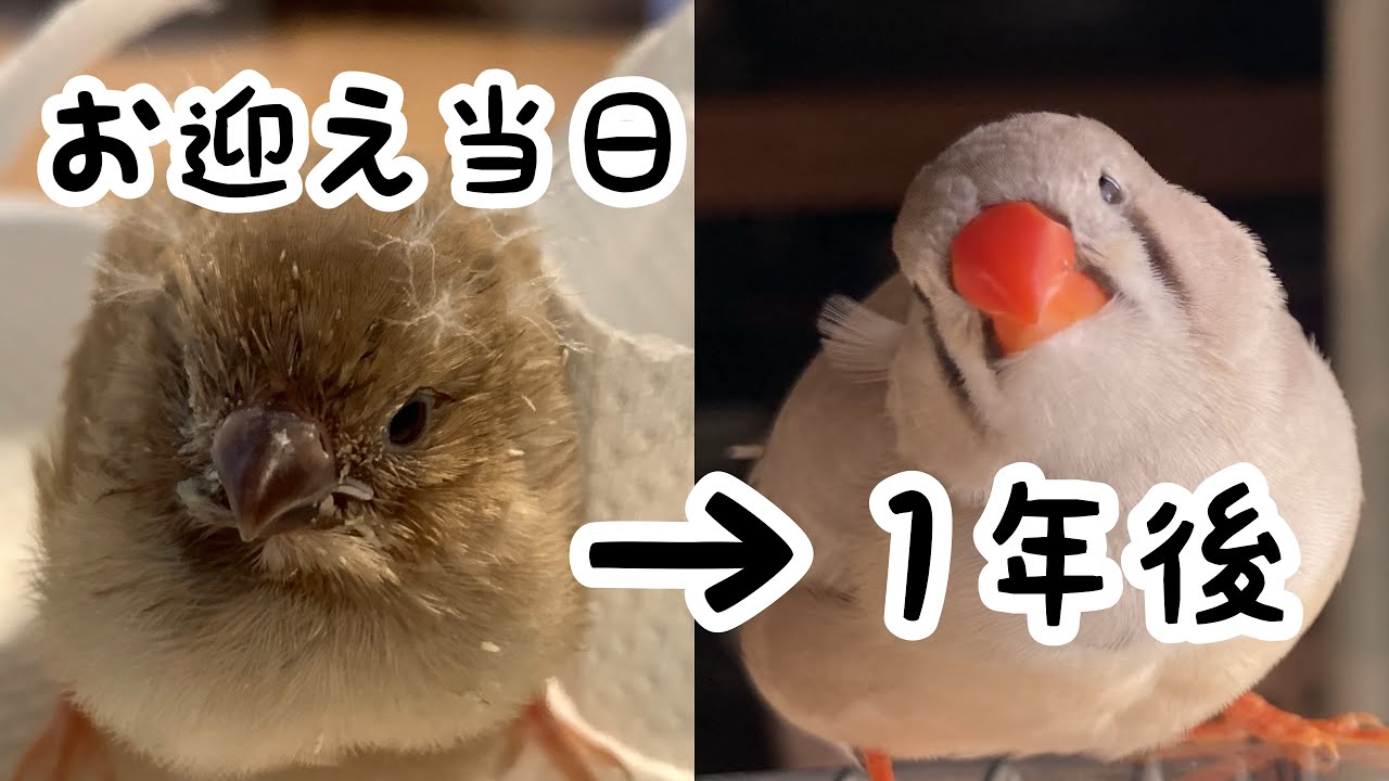 キンカチョウをお迎えして1年が経ちました！　Reflect on the past year of zebra finch