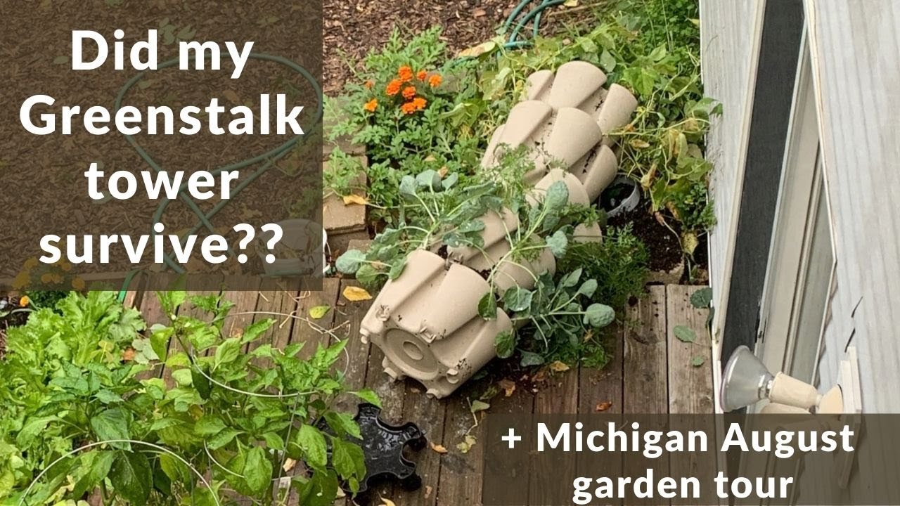 Did my Greenstalk garden towers survive the windstorm??  [August 2021]