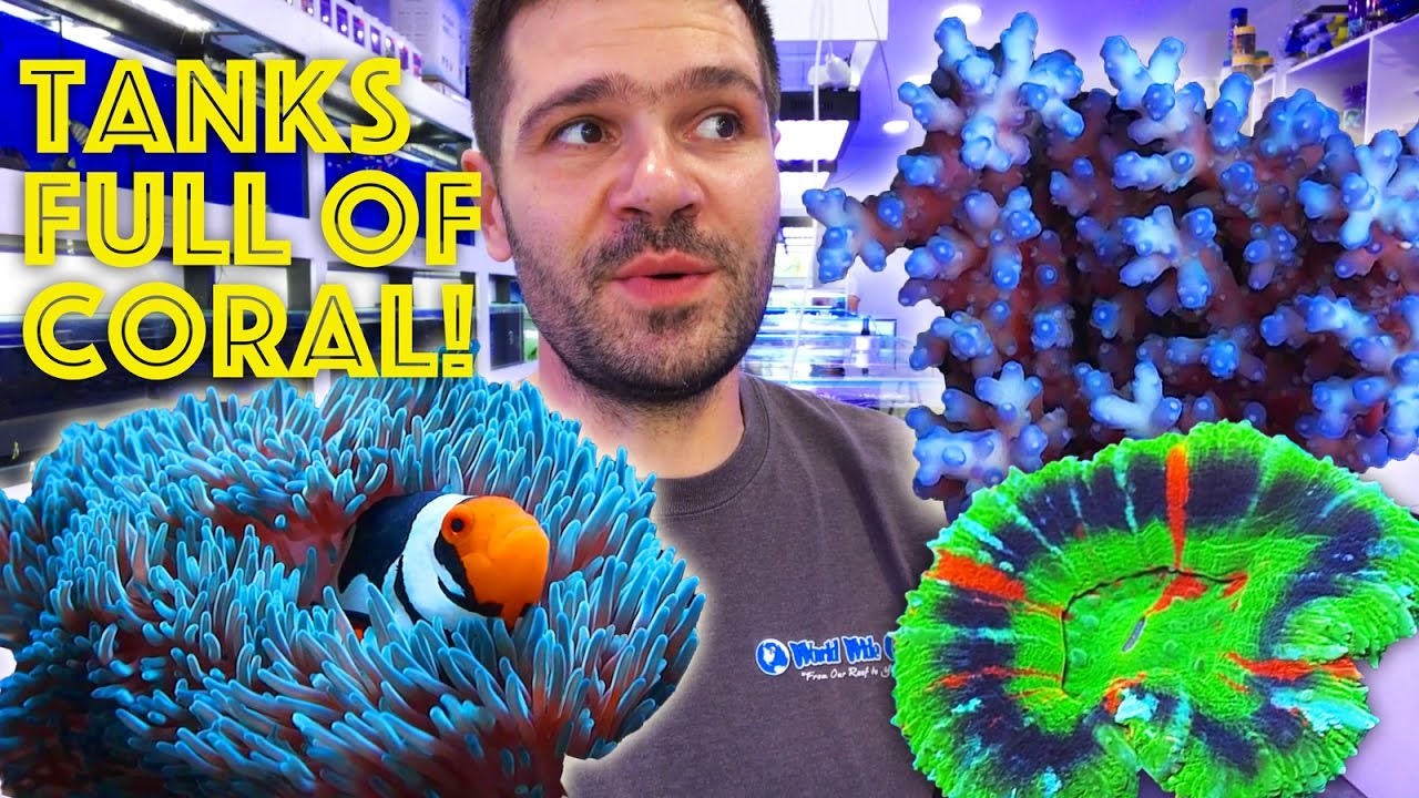 Eastwood Aquarium, Australia Tour Part 6