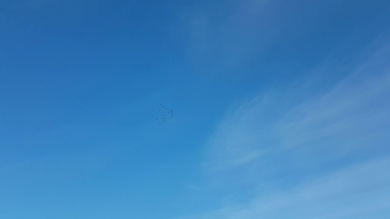 Tranor som drar s&ouml;derut