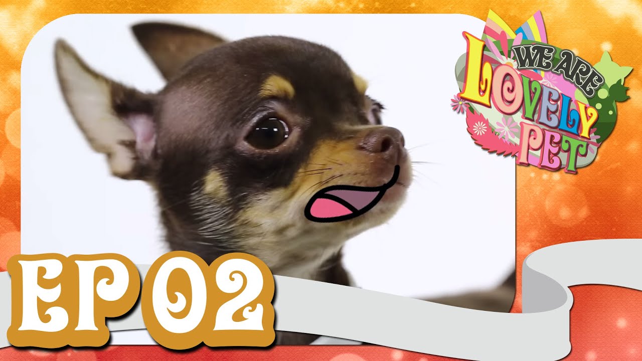 We Are Lovely Pet - 