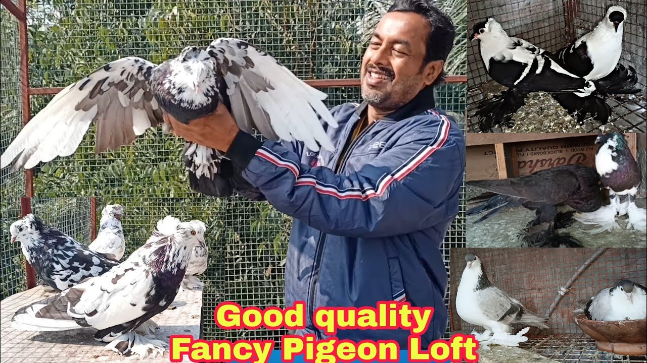 Good Quality Fancy pigeon Breeding Loft of Mihir vai in India