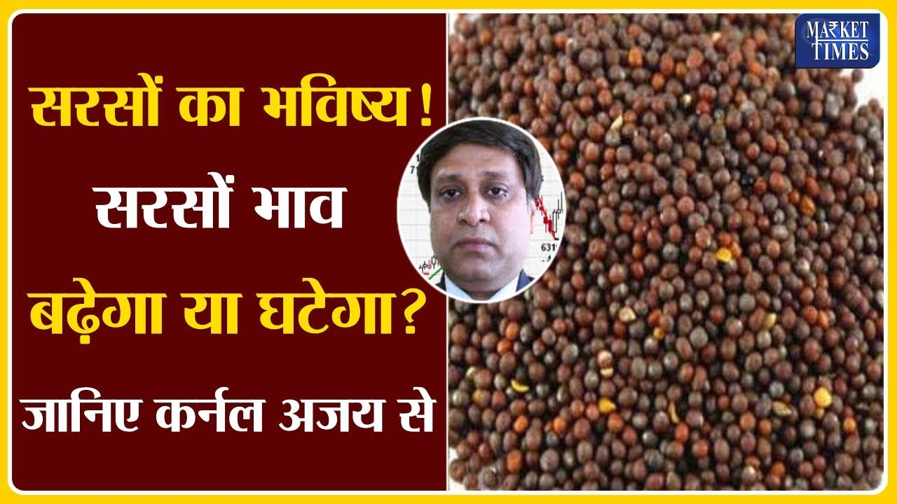 सरसों का भाव बढ़ेगा या घटेगा |Sarso Ka Bhav Badhega Ya Ghatega|सरसों का भविष्य | Latest Mandi Report