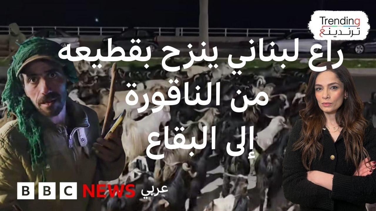 النزوح يجبر راعياً لبنانياً على السير 5 أيام مع قطيعه هرباً من القصف