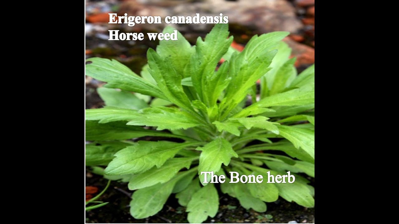 Herb Identification - 12. Horse weed - Wycliffe Omondi