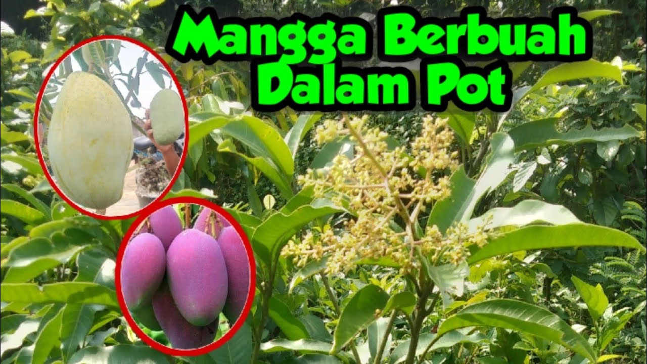 Membuahkan Mangga Masih Kecil Dalam Pot Dengan Mudah Tanpa ZPT