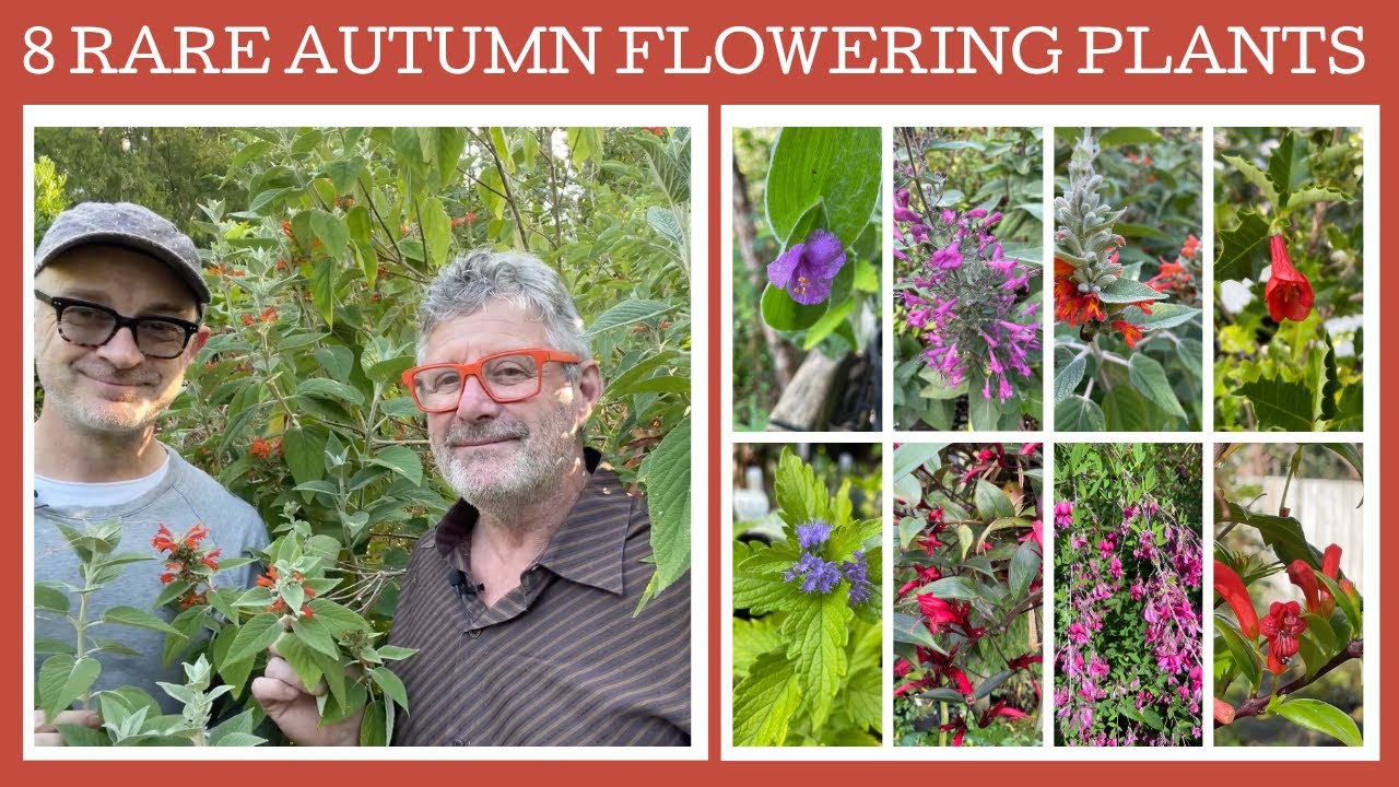 Eight rare & unusual autumn flowering small shrubs and plants