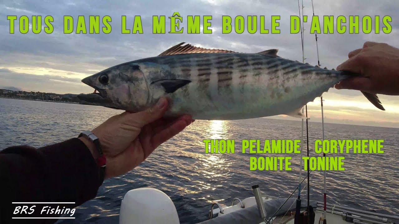 Bonite pelamide sur chasse en méditerranée