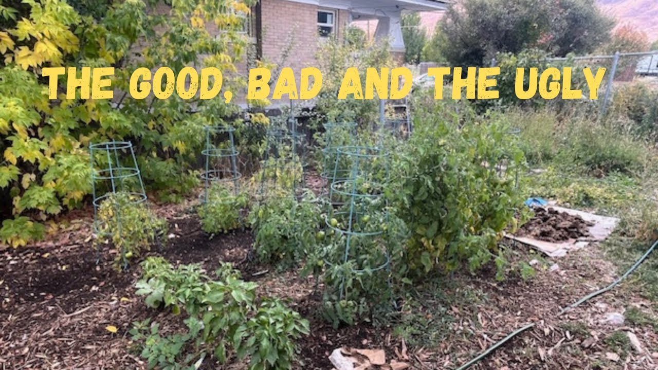 Early fall Homestead update: Vlog #420